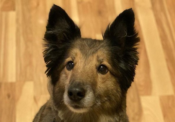 sheltie x australian shepherd