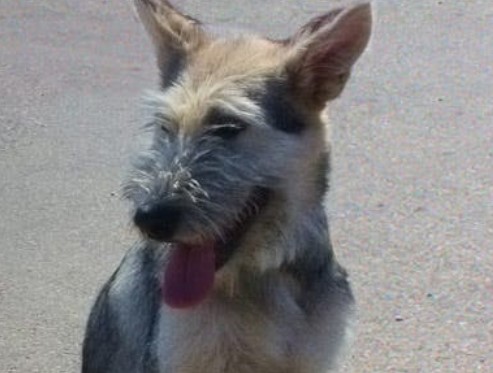 border terrier german shepherd mix