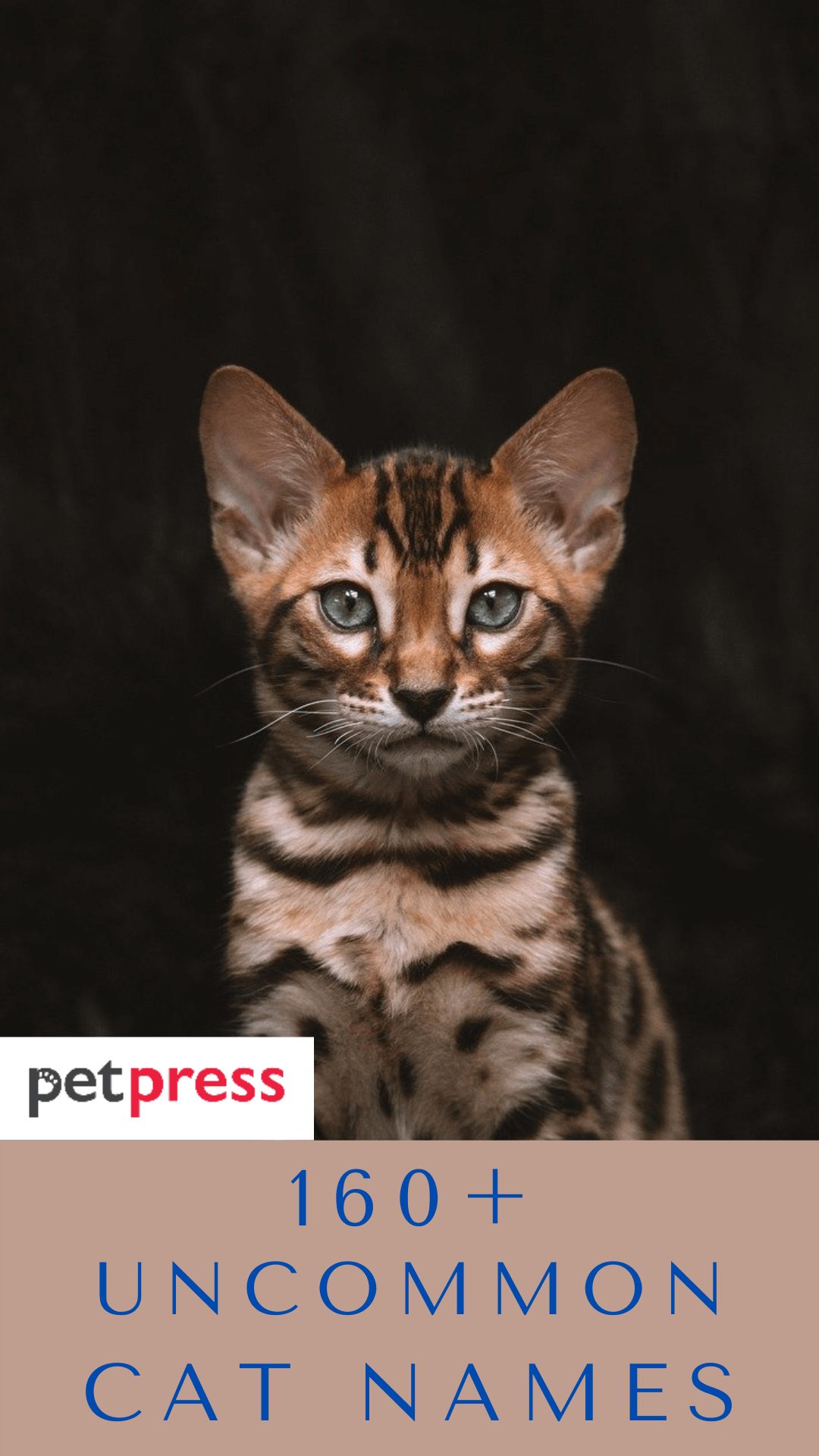 uncommon-cat-names
