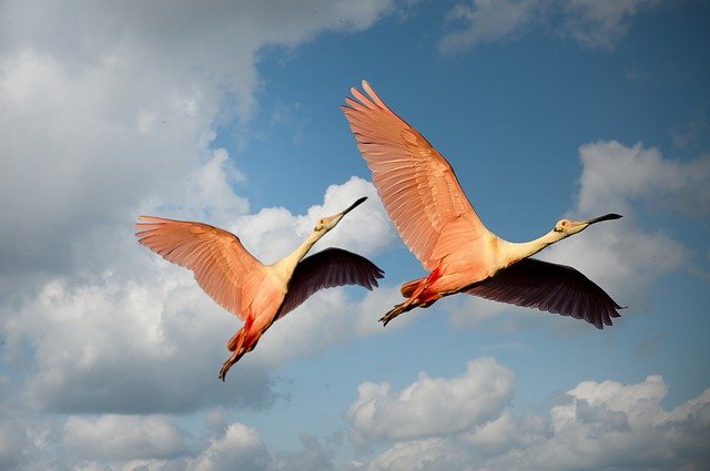 flamingo-nicknames