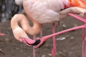 Top 320+ Best Names for Flamingos | PetPress