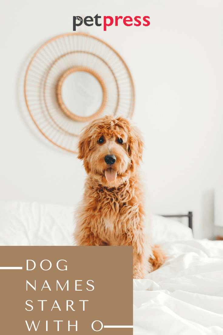 dog-names-start-with-O