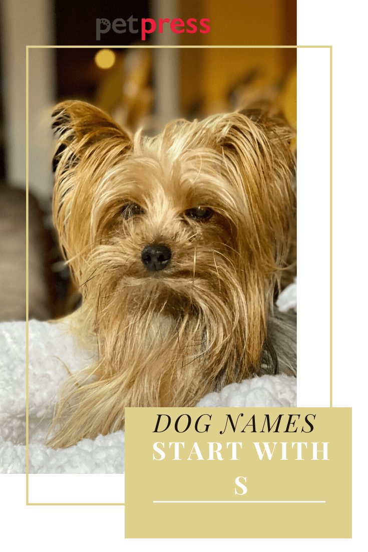 dog names start wtih s