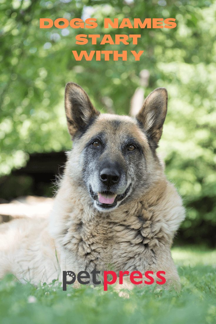 Dog Names Start With Y