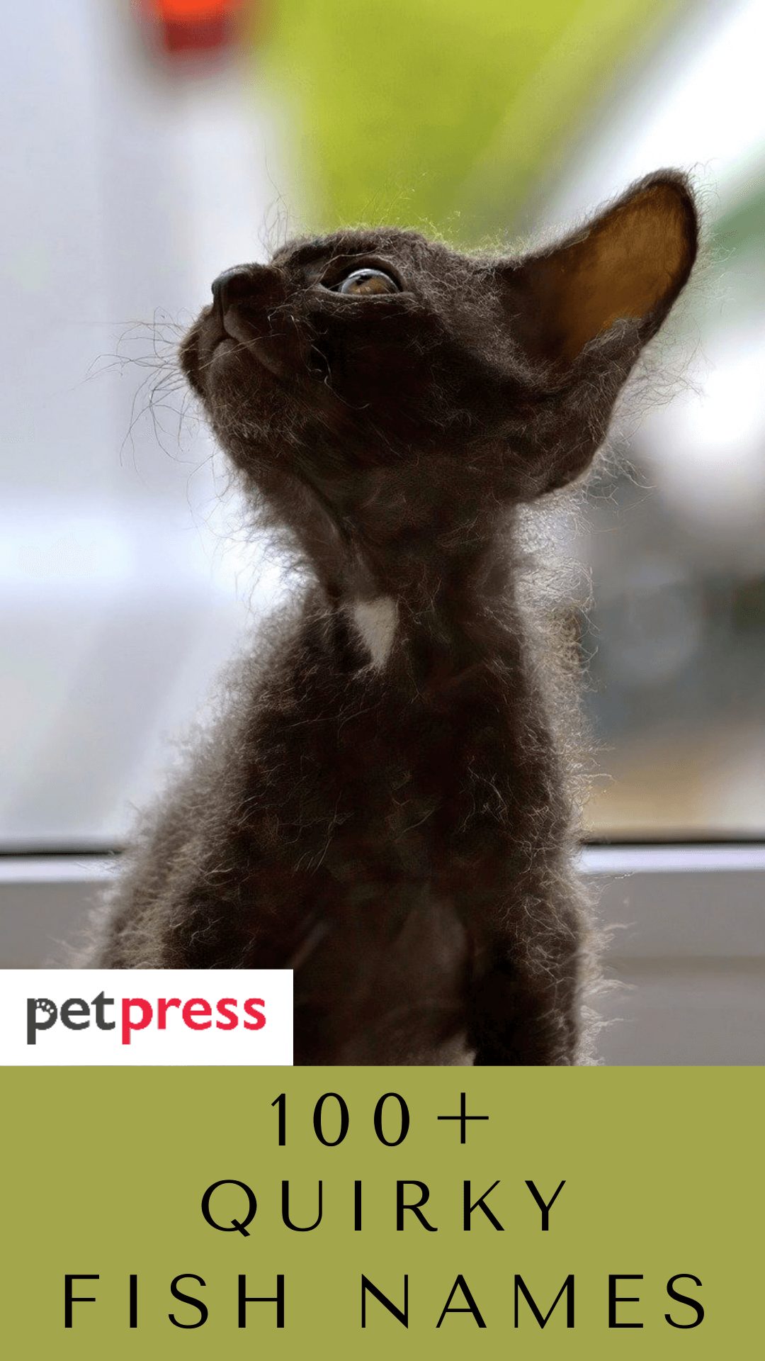 quirky-cat-names