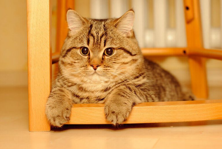 350 Spanish Cat Names Best Names for Spanish Kittens