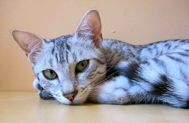 Top 90 African Cat Names & Meanings Exotic Names for Your Kitten