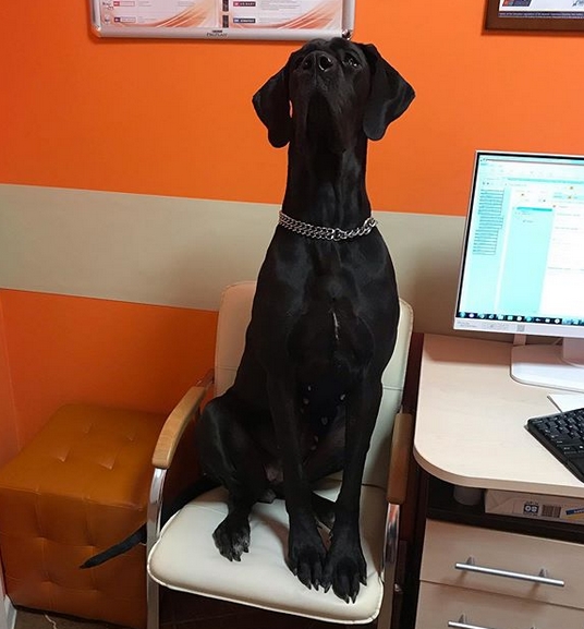 14 Funny Great Dane Pictures Explaining Why You Gain Weight In The