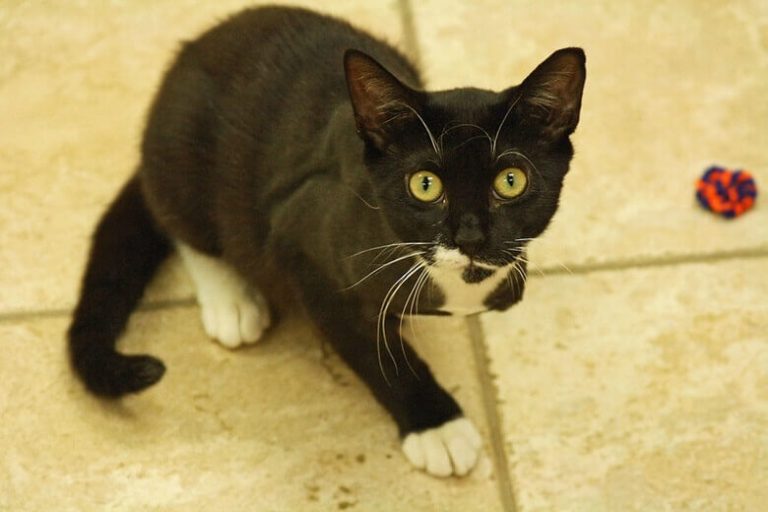 Top 80 ThreeLegged Cat Names PetPress