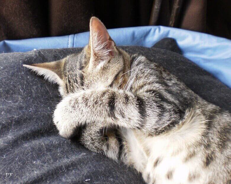 Top 100 Shy Cat Names For Your Shy Cute Kitten