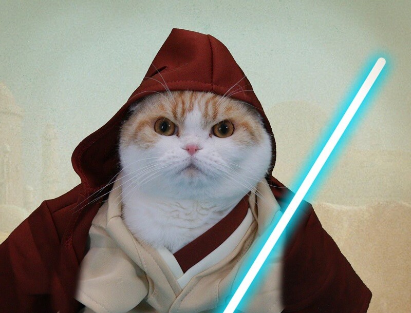 Top 105 Star Wars Cat Names for Your Jedi Cats.