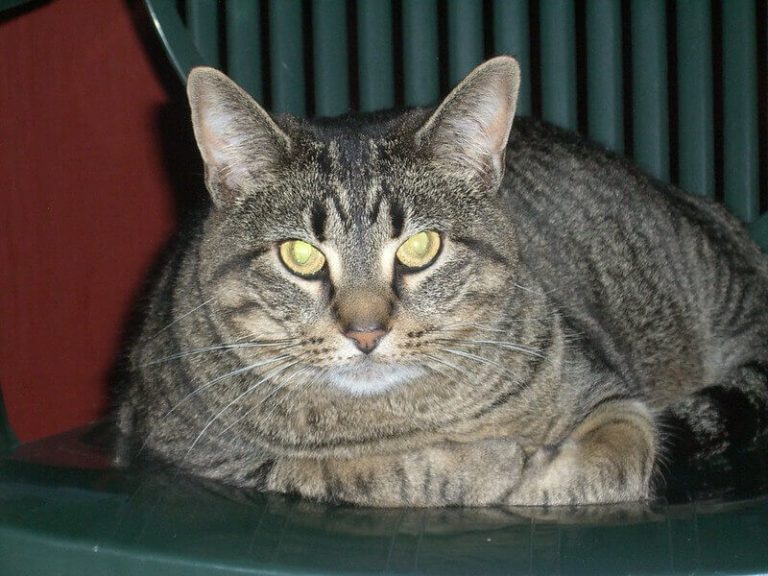 fat-cat-names-160-cute-funny-names-for-your-fat-cat