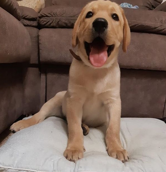 14 Cute Labradors Who Know Exactly What to Do During Quarantine Period