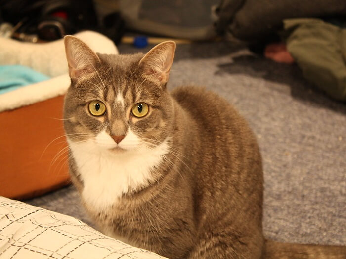 Best 200 Hyper Cat Names Names For Energetic Cats PetPress