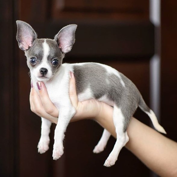 TOP 15 Most Popular Dog Breeds In The World Page 2 of 3 PetPress