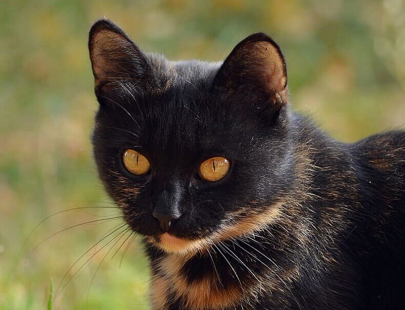 100+ Brown Cat Names - Best Name Ideas for a Brown Kitten