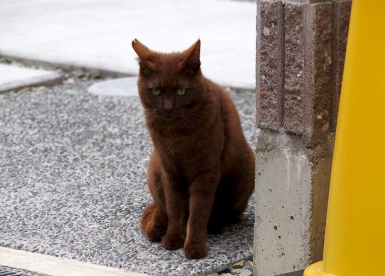 100+ Brown Cat Names Best Name Ideas for a Brown Kitten