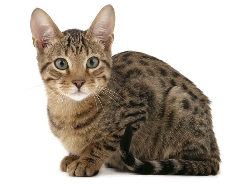 cat with spots breed