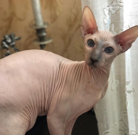 Top 18 Most Expensive Cat Breeds in The World You Should Know