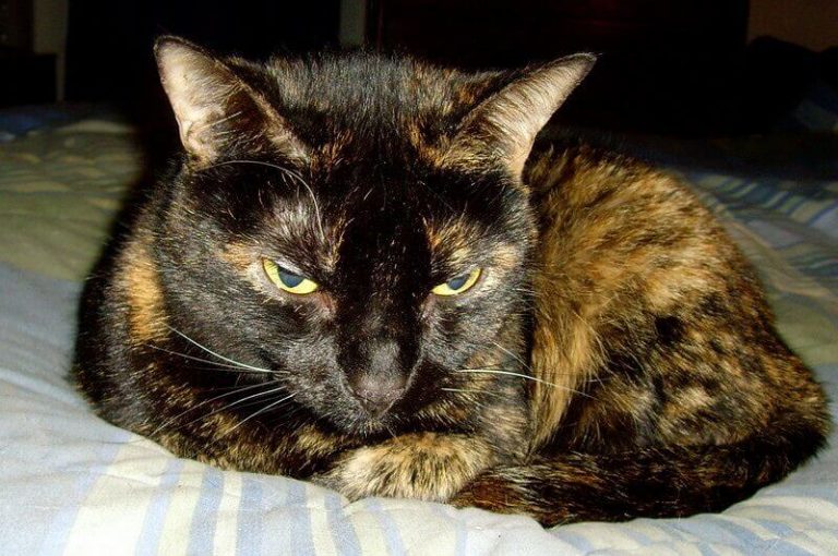 500 Halloween Themed Cat Names From Spooky To Mysterious