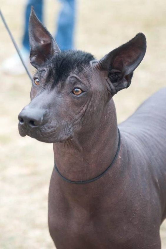 4 Most Popular Hairless Dog Breeds PetPress