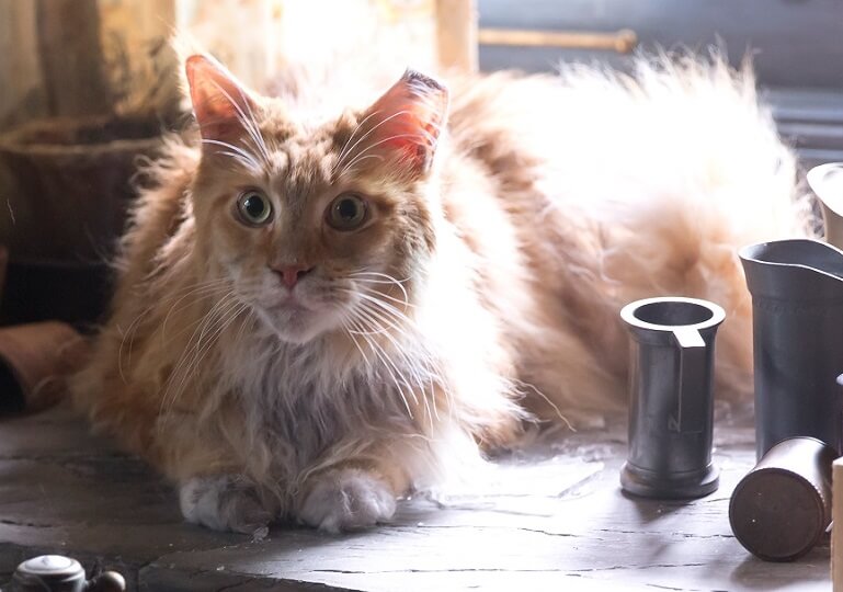Famous Female Cat Names From Movies Orange Cat Names 150 Colorful Famous Female Cat Names From Movies Orange Cat Names 150 Colorful