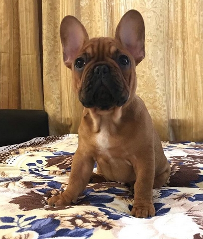 princeton french bulldog