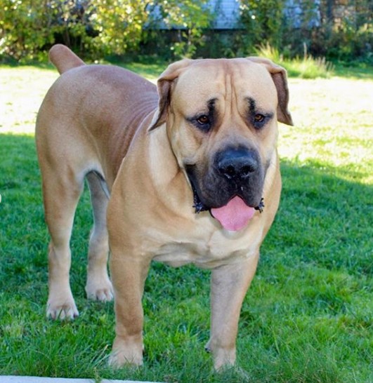 angry boerboel
