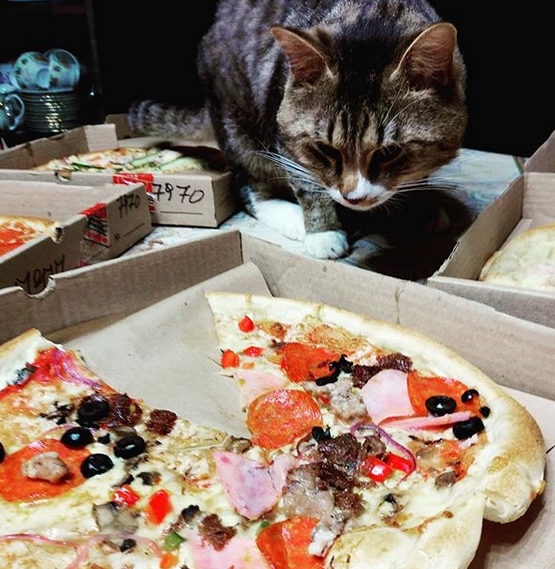 200+ Appetizing Cat Names Inspired by Food For Your Kittens