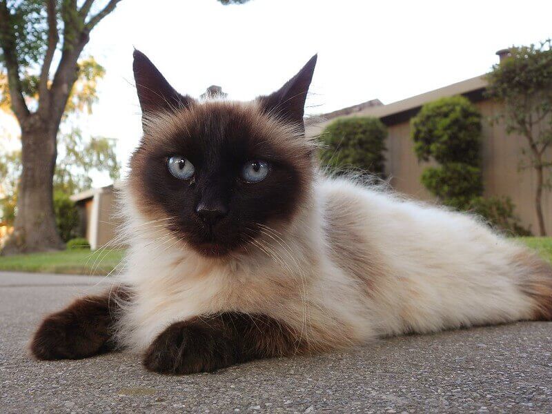 flame-point-siamese-rescue-cat-flame-point-siamese-cats-pinterest
