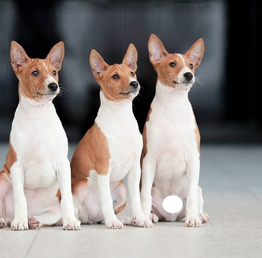 Top 10 Hypoallergenic Dog Breeds That You Should Know