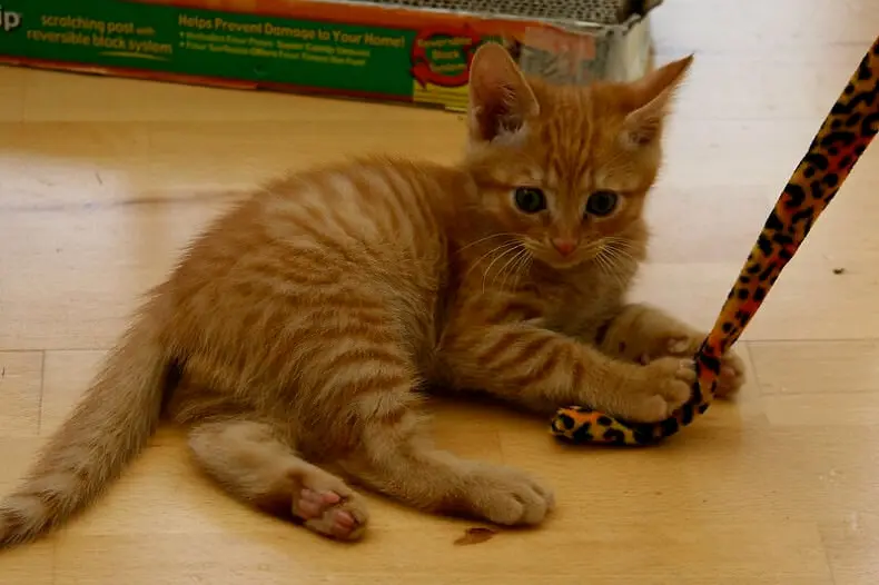 Orange Cat Names 350 Best Names For Ginger Kittens Petpress