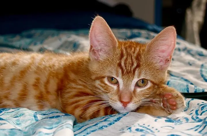 Orange Cat Names 350 Best Names For Ginger Kittens Petpress