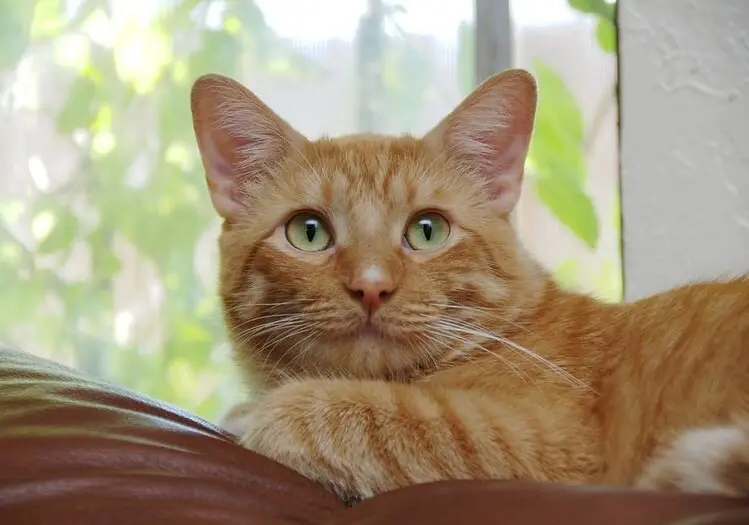 Orange Cat Names 350 Best Names For Ginger Kittens Petpress