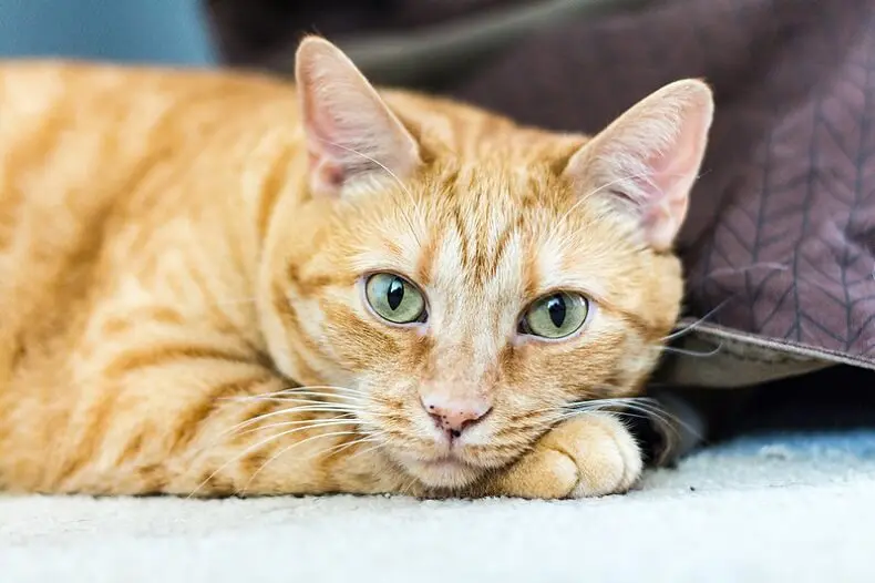 Orange Cat Names 350 Best Names For Ginger Kittens Petpress