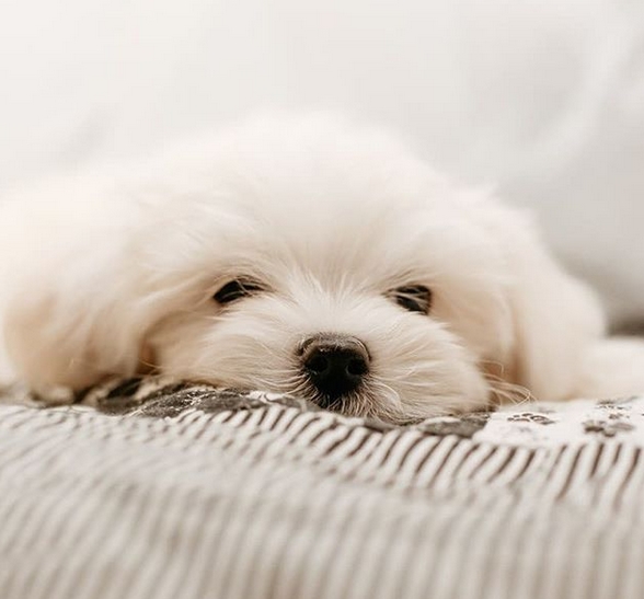 Top 10 Hypoallergenic Dog Breeds That You Should Know