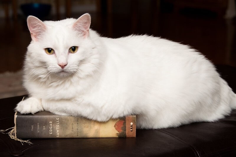 380 White Cat Names Choose the Best Name for a White Kitten PetPress