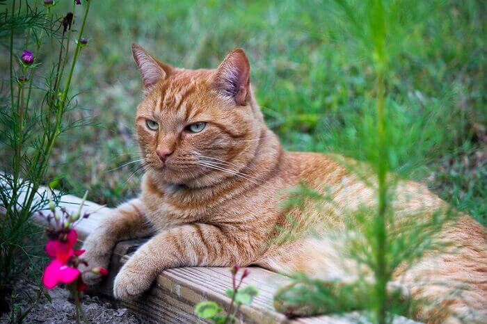 orange-male-cat-names-230-great-ideas-for-naming-your-orange-male-kitten