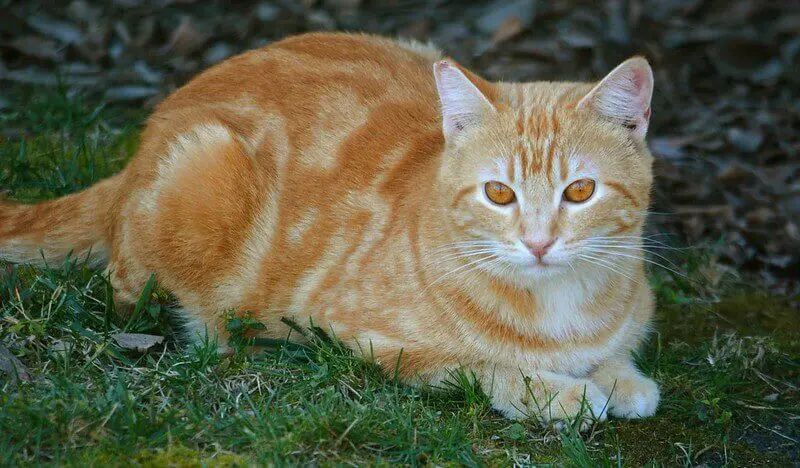 Orange Male Cat Names 230 Great Ideas For Naming Your Orange Male Kitten
