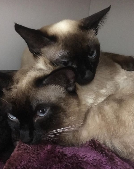 109 Sibling Cat Names For Twin Cats PetPress