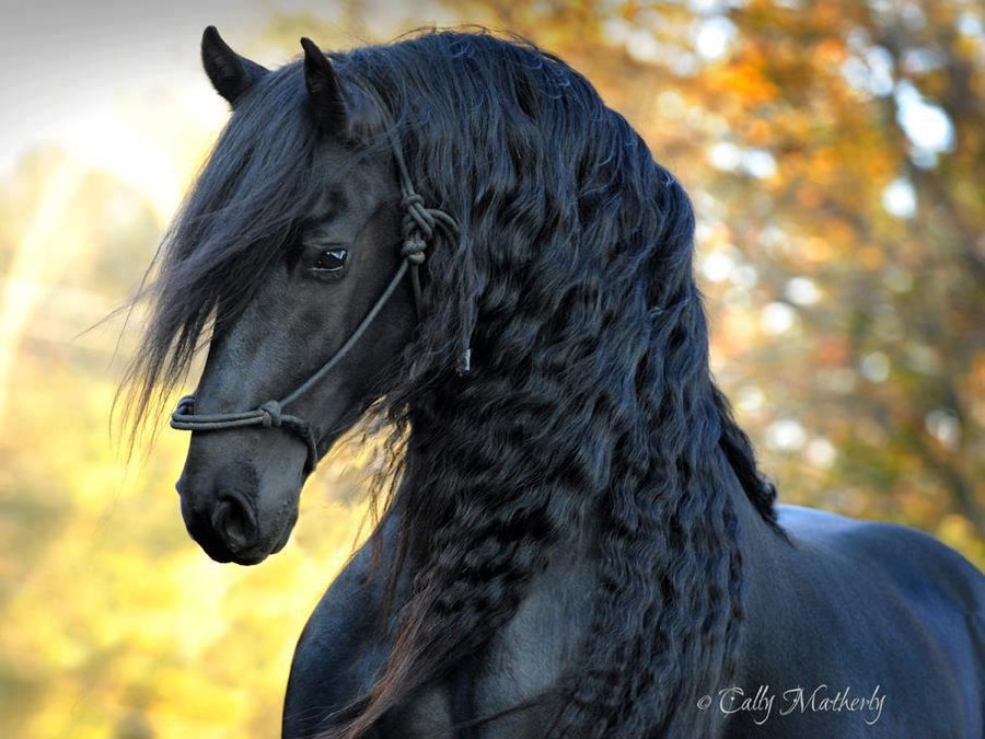 The Most Handsome Horse in the World the Black Stallion Frederik the