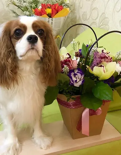 Top 51 Common Female Dog Names That Start With B Petpress