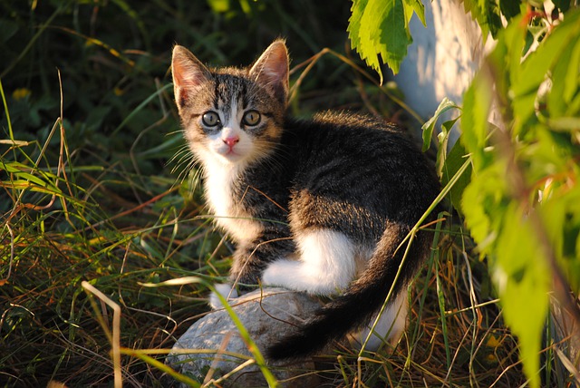 cute-shy-cat-names