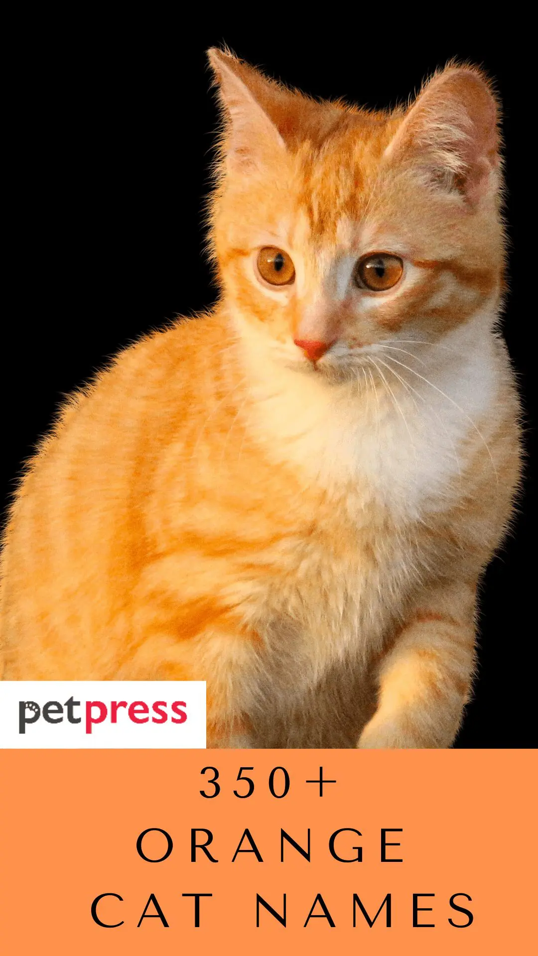 Orange Cat Names 350 Best Names For Ginger Kittens Petpress