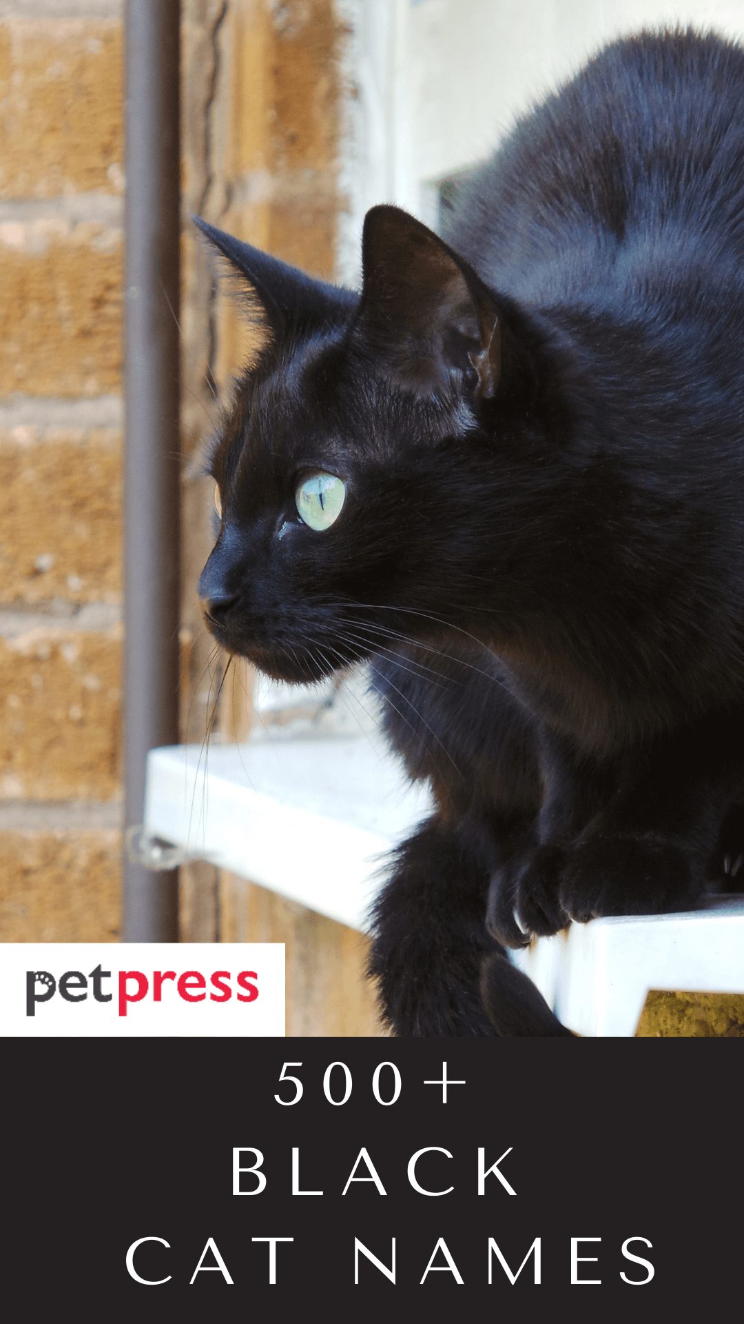 black-cat-names