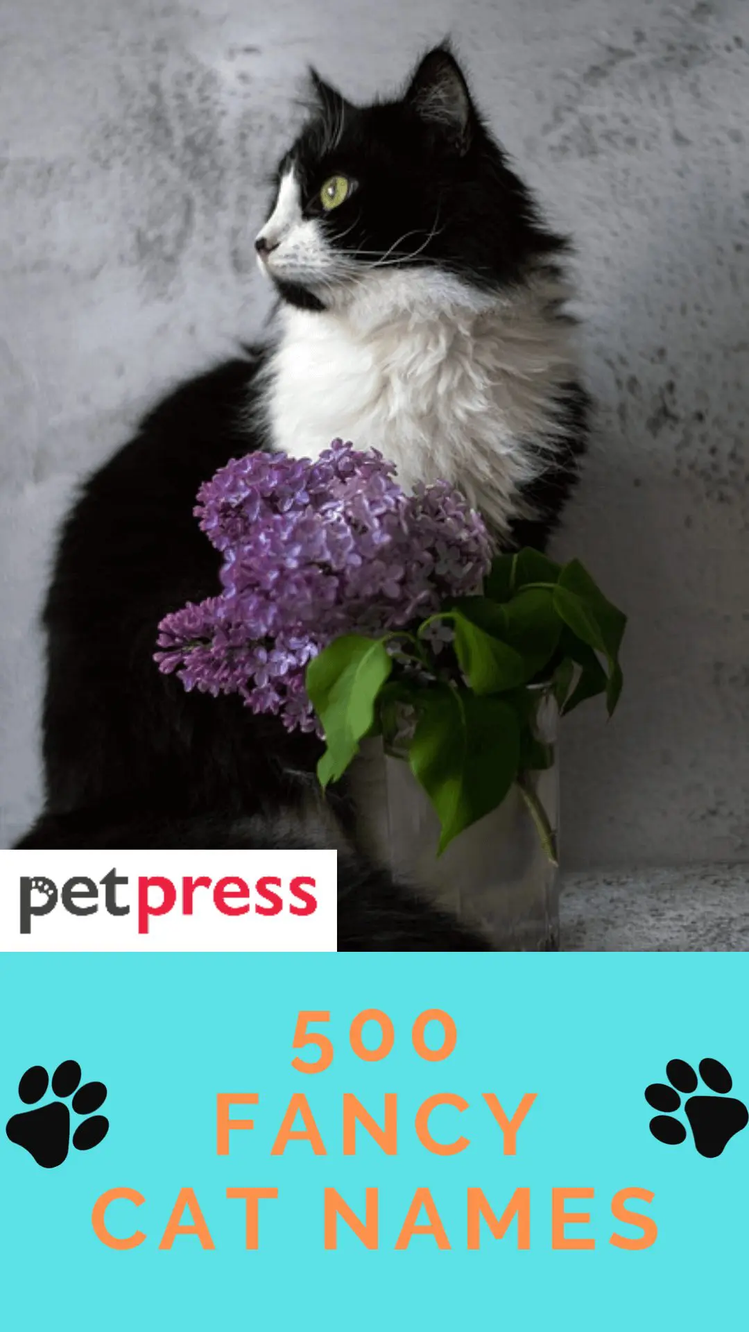 500 Fancy Cat Names That Are Posh And Elegant