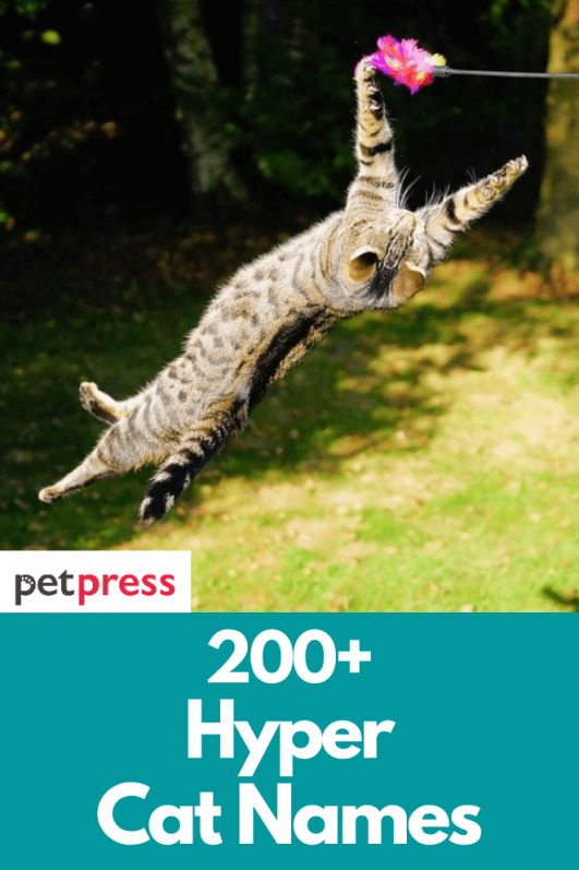 Best 200+ Hyper Cat Names Names for Energetic Cats PetPress