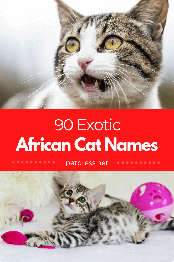 Top 90 African Cat Names & Meanings Exotic Names for Your Kitten