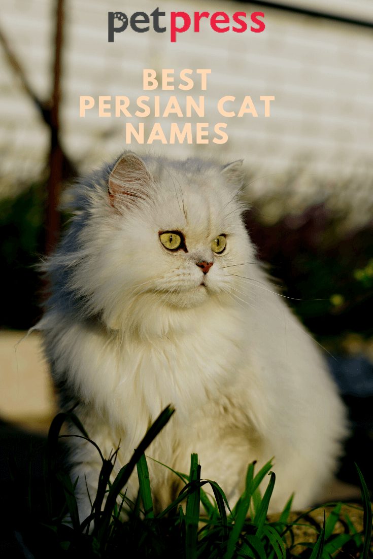 Cute Female Persian Cat Names Grey Cat Names Girl Cat Names Cute My
