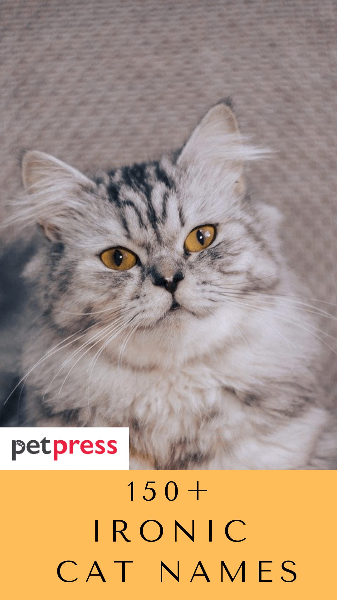 ironic-cat-names